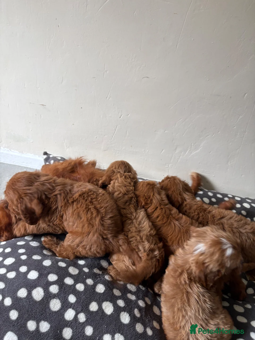 Cavapoo dogs for sale: Gorgeous CavaPoo puppies - Advert 10