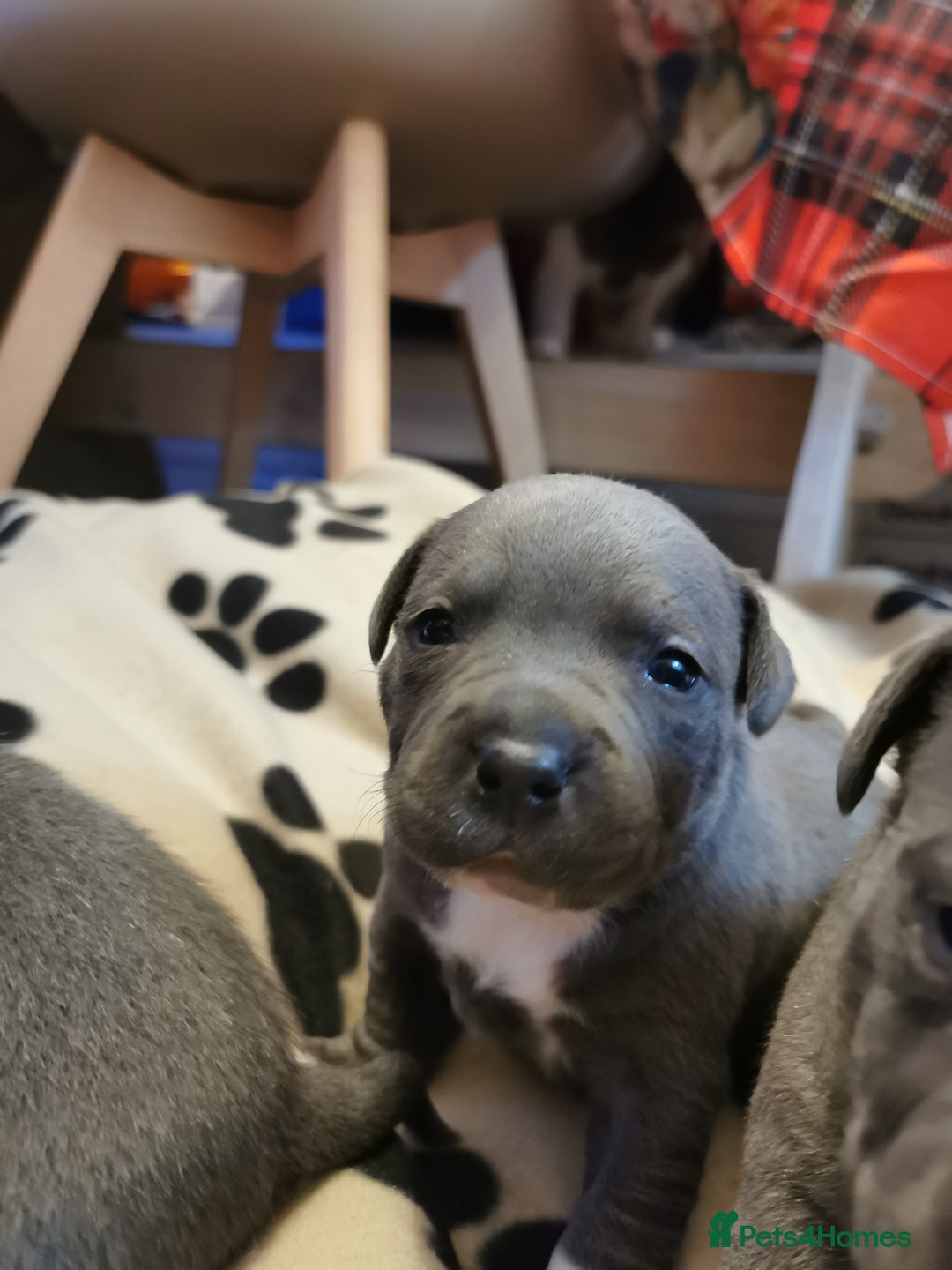 Staffordshire Bull Terrier dogs for sale: Beautiful Staffy's puppies - Advert 8