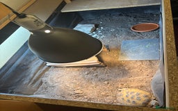 Tortoise reptiles for sale: Horsefield tortoise and set up - Image 2