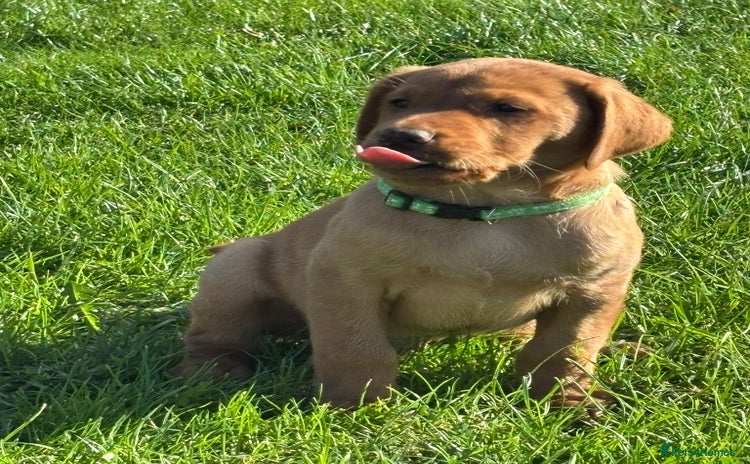 Labrador Retriever dogs - Advert 5