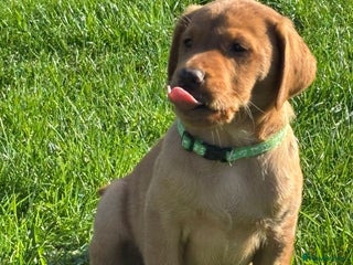 Labrador Retriever dogs - Advert 11