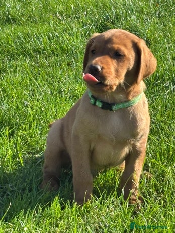 Labrador Retriever dogs - Advert 6