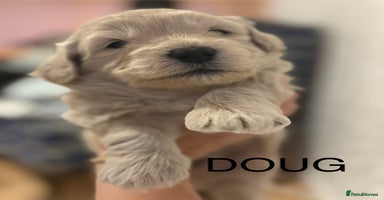 Poochon dogs - Advert 9