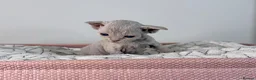 Devon Rex cats for sale: Beautiful blue boy and lilac girl!!!!! - Advert 12
