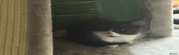 Mixed Breed cats for sale: Cat with kittens  - Advert 2