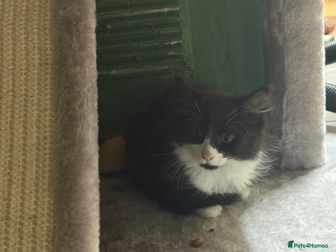 Mixed Breed cats for sale: Cat with kittens  - Advert 2