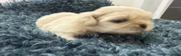 Shih Tzu dogs for sale: Stunning shihtzus  - Advert 4
