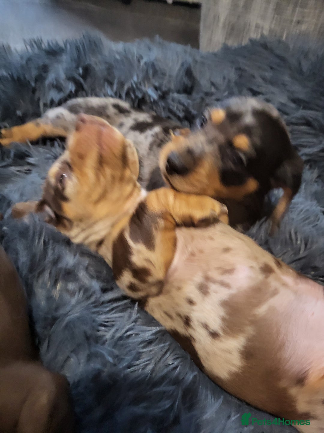 Dachshund dogs for sale: Litter of four beautiful dachshunds - Advert 9
