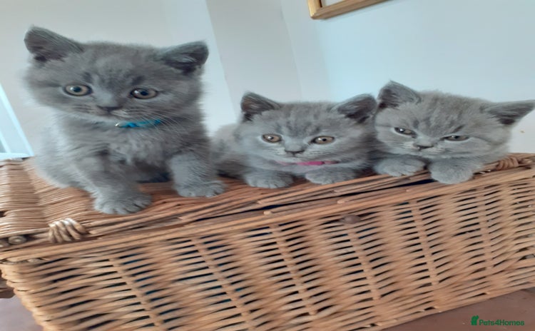 British Shorthair cats - Advert 5