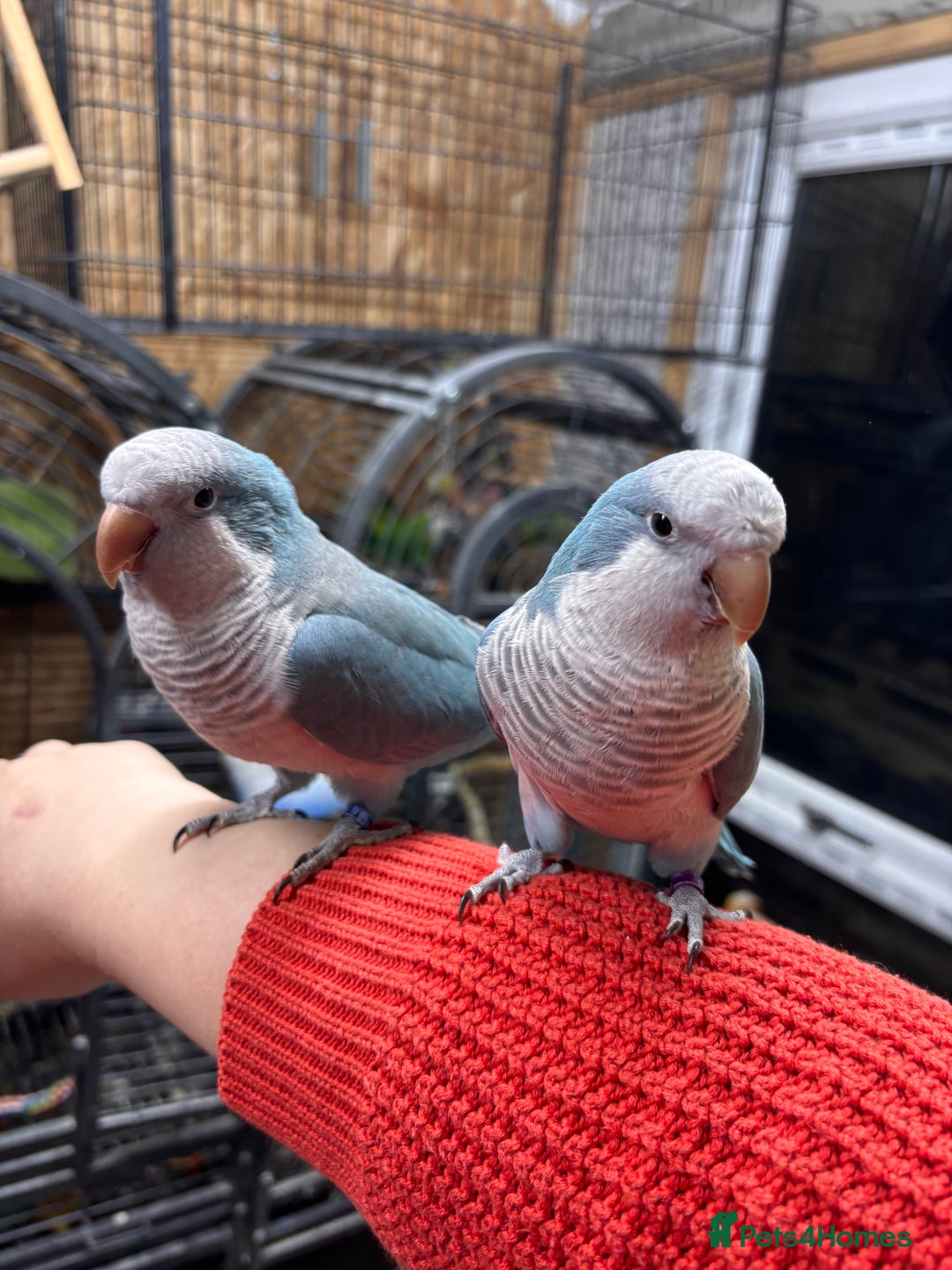 Parrots birds for sale: Pair of Quaker parrots  - Advert 1