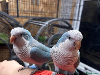 Parrots birds Pair of Quaker parrots - Advert 2