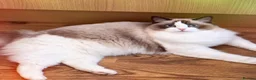 Ragdoll cats for sale: Tica registeredChampion breed Ragdoll kittens - Advert 2