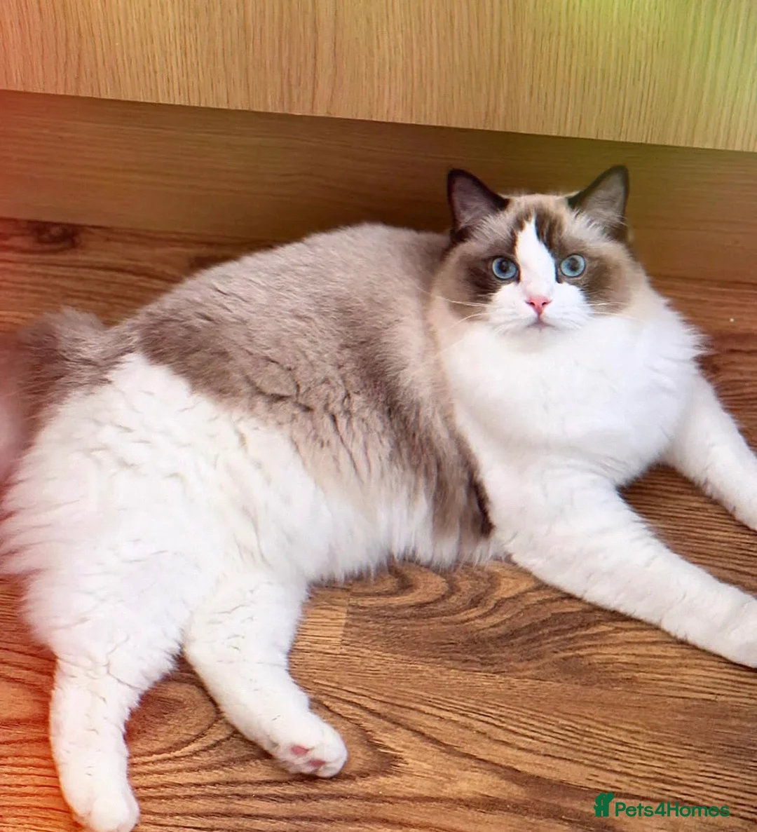 Ragdoll cats for sale: Tica registeredChampion breed Ragdoll kittens - Advert 2