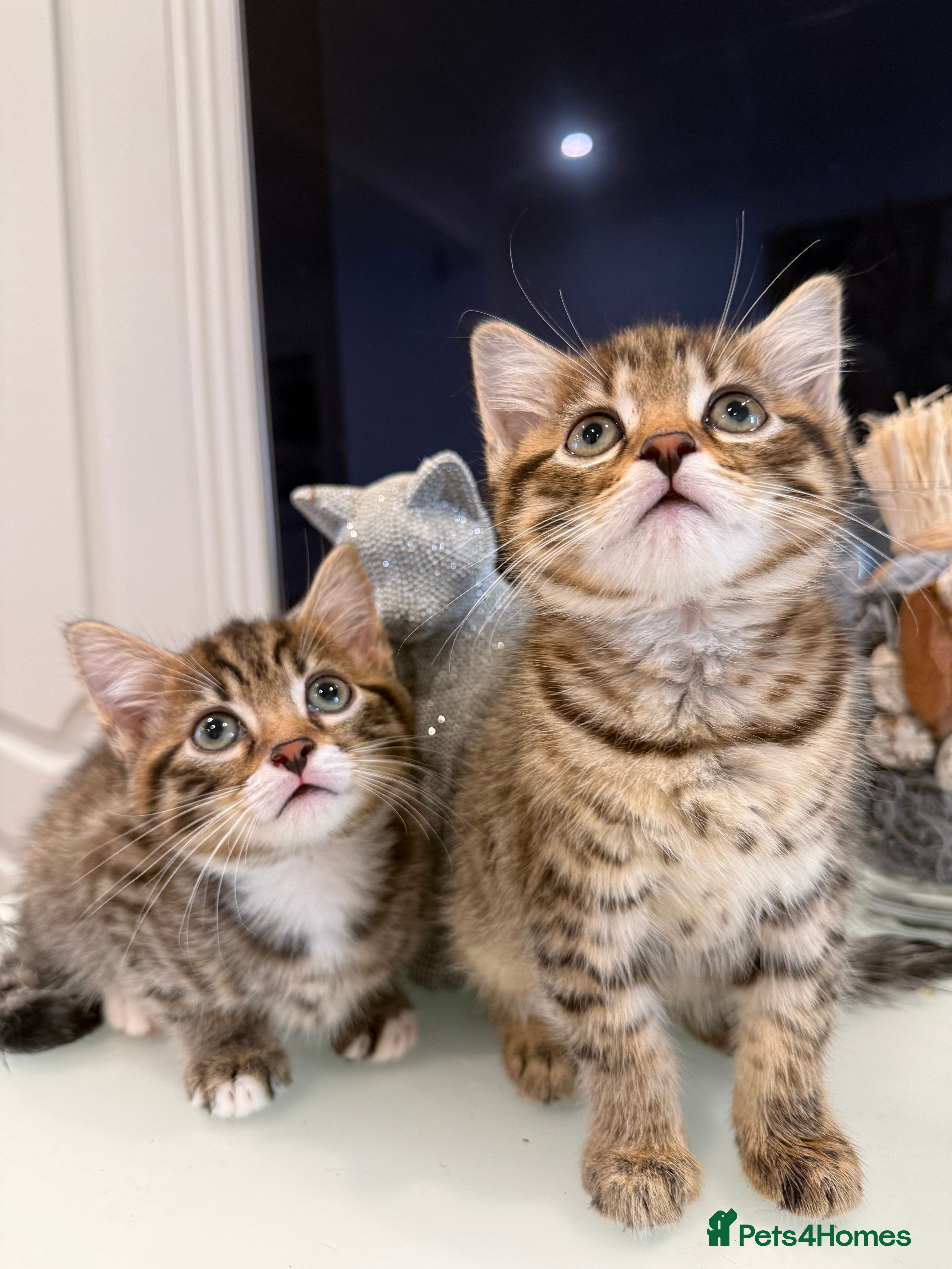 Mixed Breed cats Playful kittens 🐱 🩷 - Advert 17