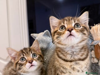 Mixed Breed cats Playful kittens 🐱 🩷 - Advert 17