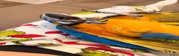 Macaws birds for sale: Chase  - Advert 4