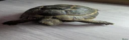 Tortoise reptiles for sale: Spur Thigh tortoises  - Advert 3