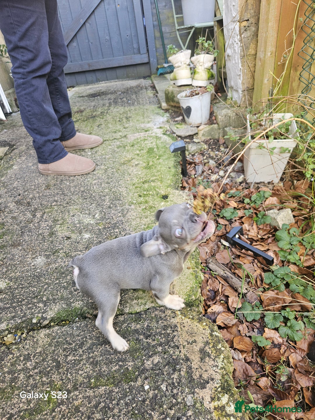 French Bulldog dogs for sale: Frenchie for sale  - Image 6