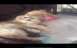 Shih Tzu dogs for sale: Beautiful family raised Shih tzu puppies. - Image 5