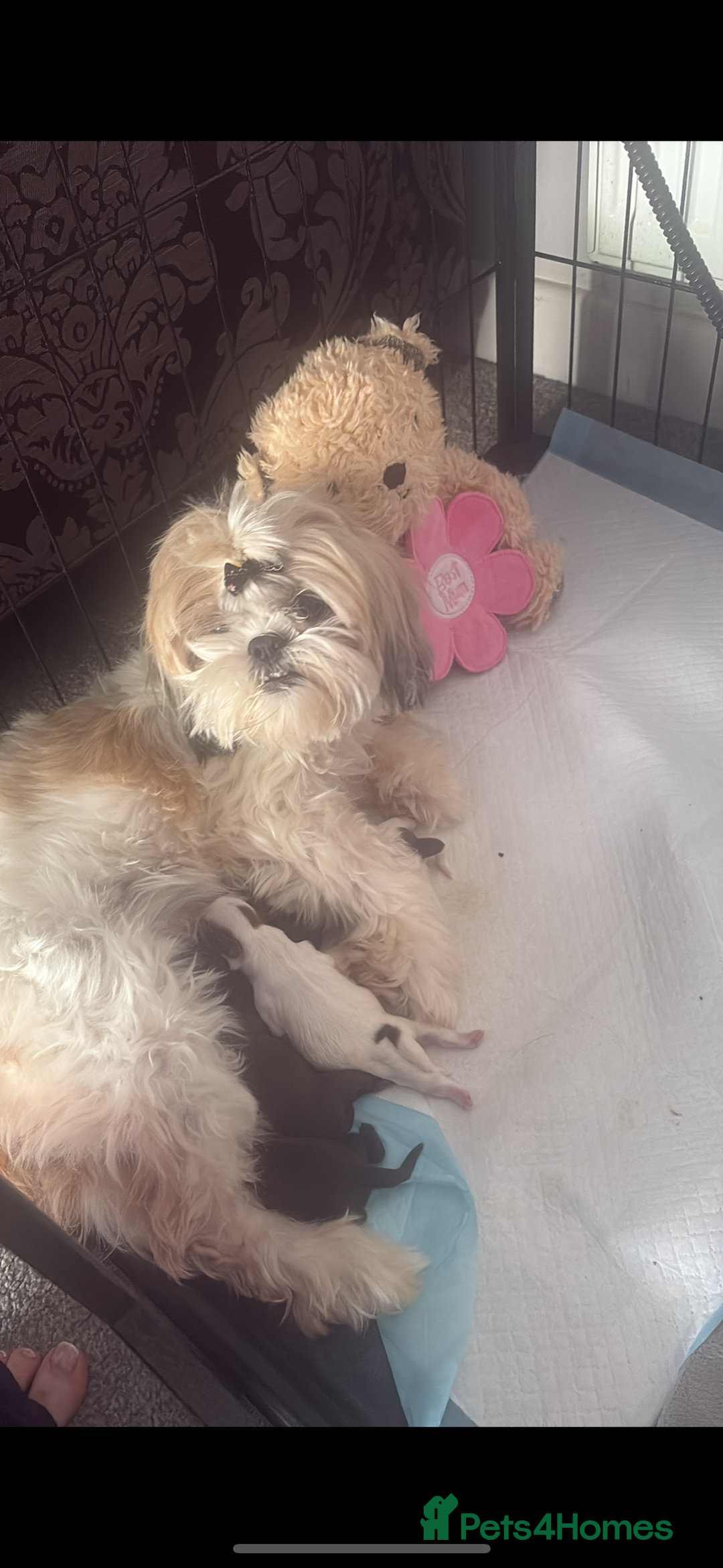 Shih Tzu dogs for sale: Beautiful family raised Shih tzu puppies. - Image 5