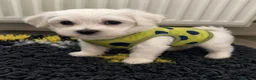Mixed Breed dogs for sale: Last girl 🩷 coton de Tular x Maltese  - Advert 12