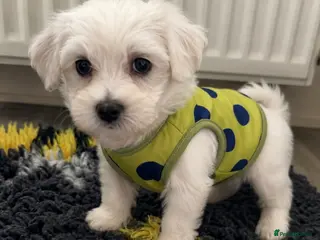 Mixed Breed dogs Beautiful teddy bear Maltese pups ready to leave - Advert 5