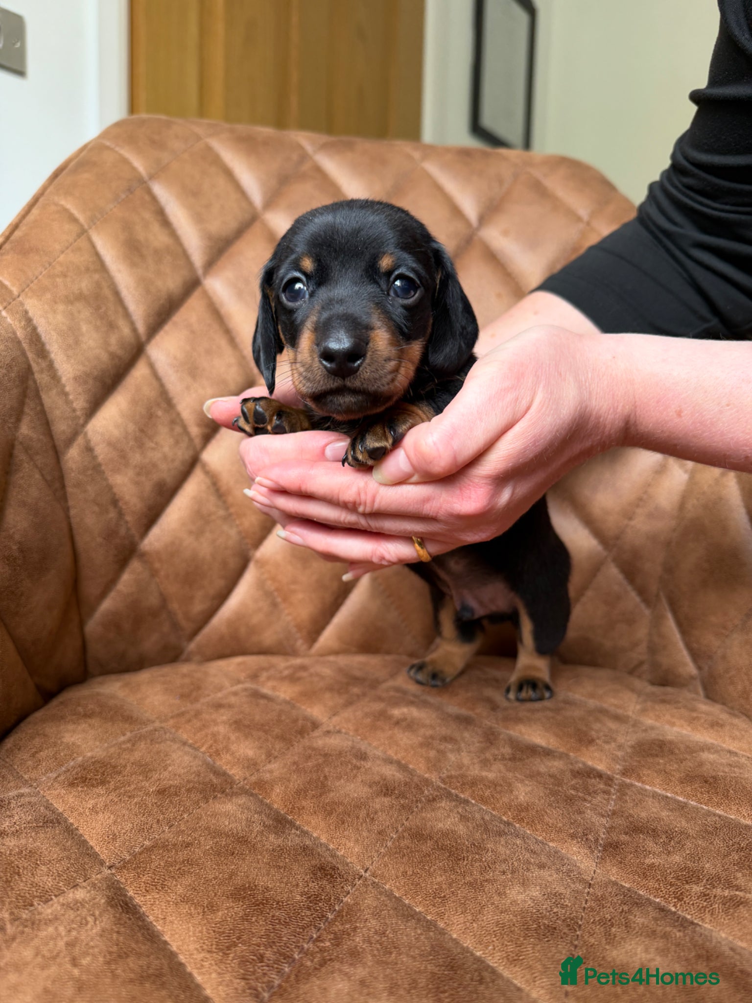 Miniature Dachshund dogs Exceptional Litter Of Smooth Haired Mini Dachshund - Advert 1
