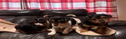Jack Russell dogs for sale: 🐶 PURE JACK RUSSELL PUPPIES FOR SALE - Advert 12