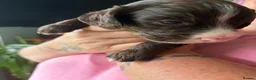 Mixed Breed cats for sale: Miniature Cockapoo’s looking for their forever. - Advert 23