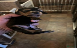 Miniature Dachshund dogs for sale: 4 long hair dachshund  - Image 7