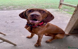 Hungarian Vizsla dogs for stud: Hungarian Vizsla Stud - Image 2
