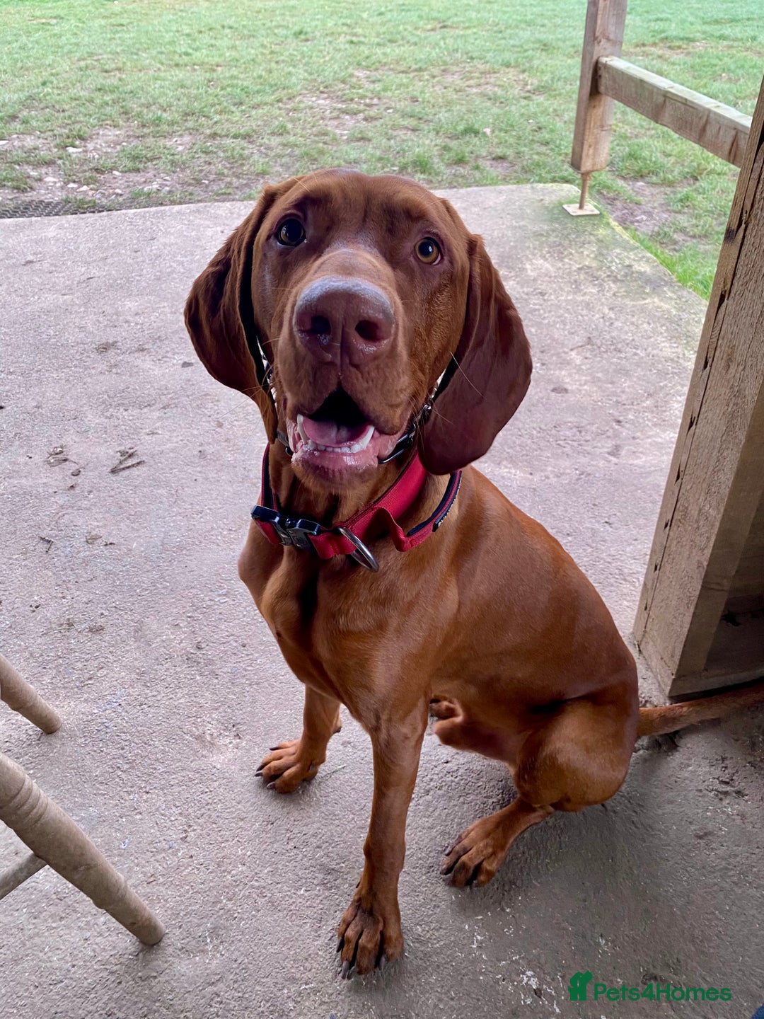 Hungarian Vizsla dogs for stud: Hungarian Vizsla Stud - Image 2