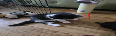 British Longhair 1