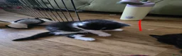 British Longhair cats for sale: Long haired kittens  in Waterlooville - Advert 7