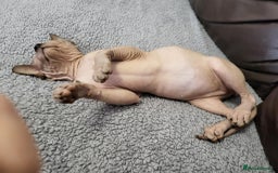Sphynx cats for sale: Sphynx Healthy happy  boys   - Image 8