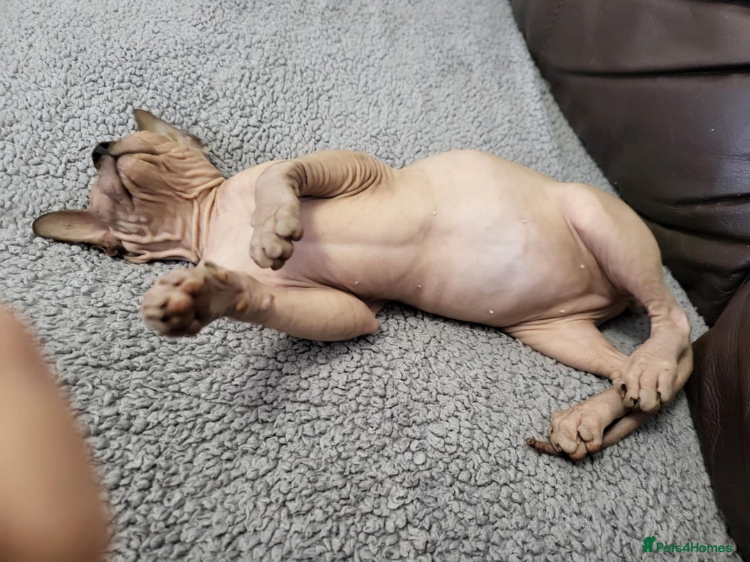 Sphynx cats for sale: Sphynx Healthy happy  boys   - Image 8