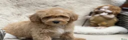 Mixed Breed dogs for sale: Exquisite litter of CAVAPOOCHONS ready now  - Advert 5