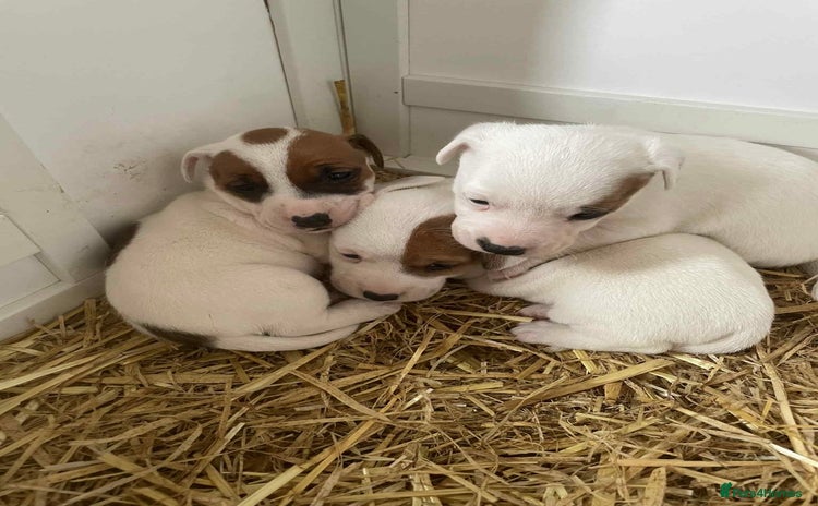 Jack Russell dogs for sale - Advert 1