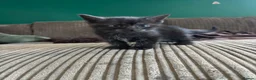 Mixed Breed cats for sale: Maincoon cross Siamese in Ilkeston - Advert 8