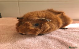 Guinea Pig rodents for sale: Two young Sows and Older boars - Image 11