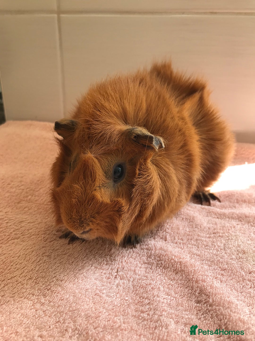 Guinea Pig rodents for sale: Two young Sows and Older boars - Image 11