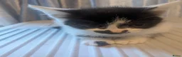 Mixed Breed cats for sale: 2 female kittens for sale - Advert 2