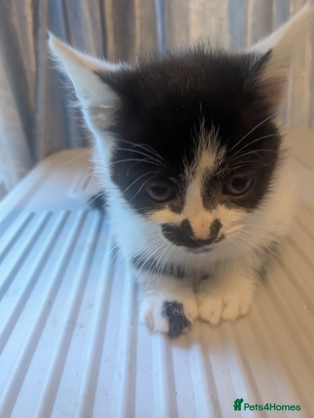 Mixed Breed cats for sale: 2 female kittens for sale - Advert 2
