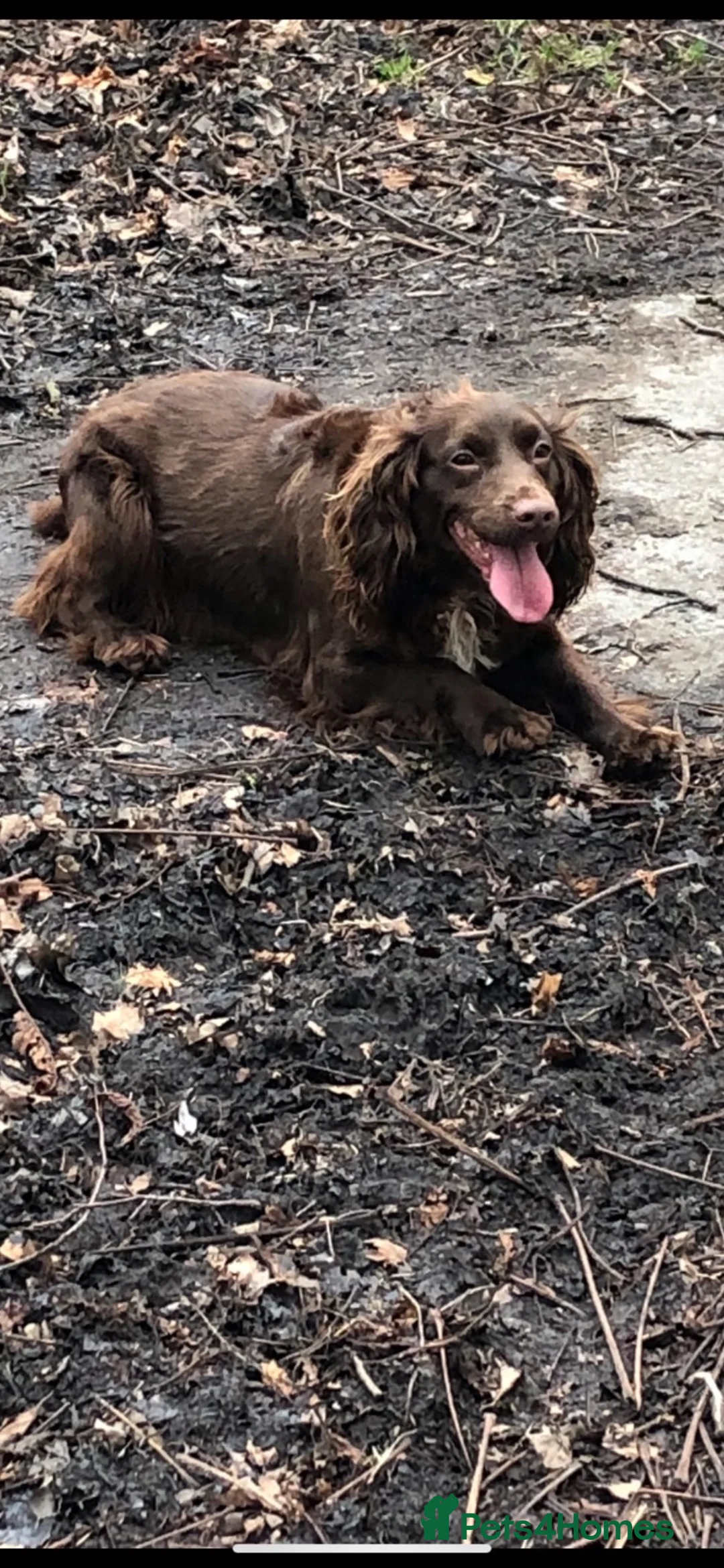 Cocker Spaniel dogs for sale: Working cocker spaniel puppies  - Advert 6