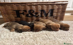 Miniature Dachshund dogs for sale: Litter of 5 Beautiful Dachshund Pups *2 LEFT - Image 2