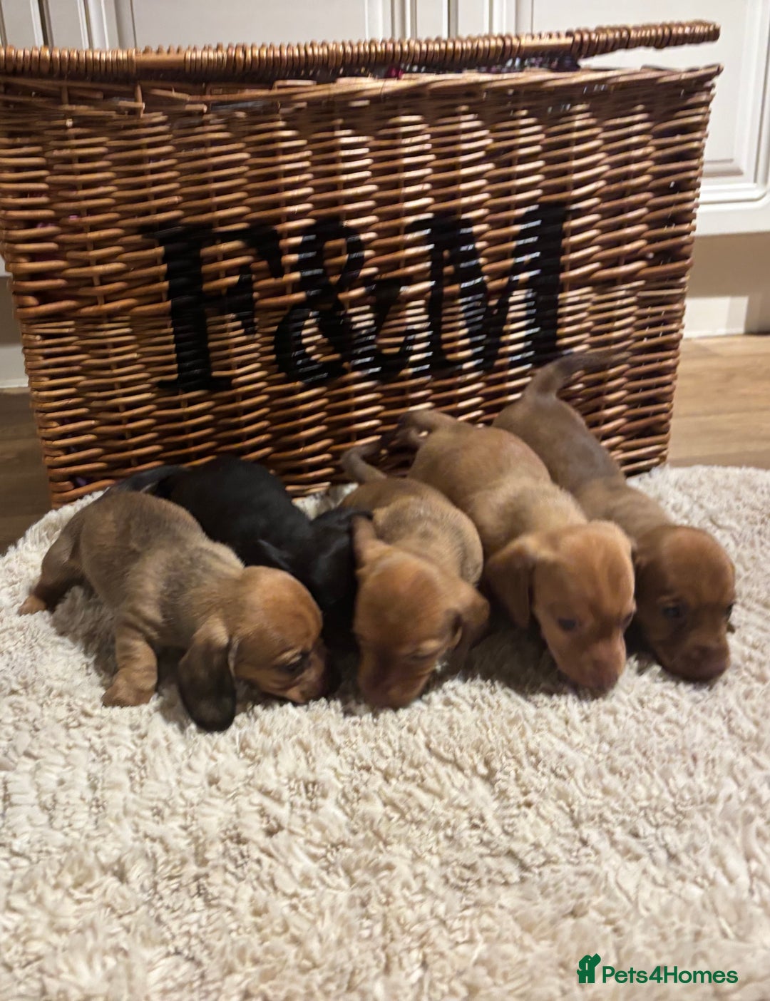 Miniature Dachshund dogs for sale: Litter of 5 Beautiful Dachshund Pups *2 LEFT - Image 2