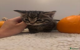 British Longhair cats for sale: Stunning kittens  - Advert 12