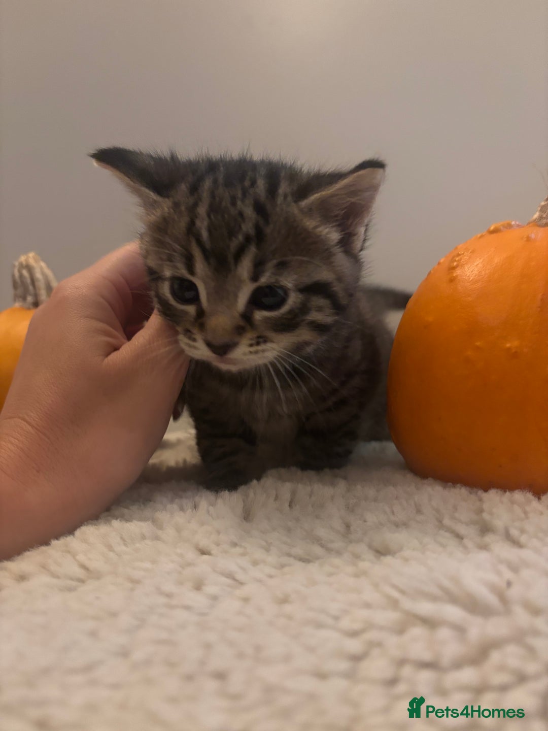 British Longhair cats for sale: Stunning kittens  - Advert 12