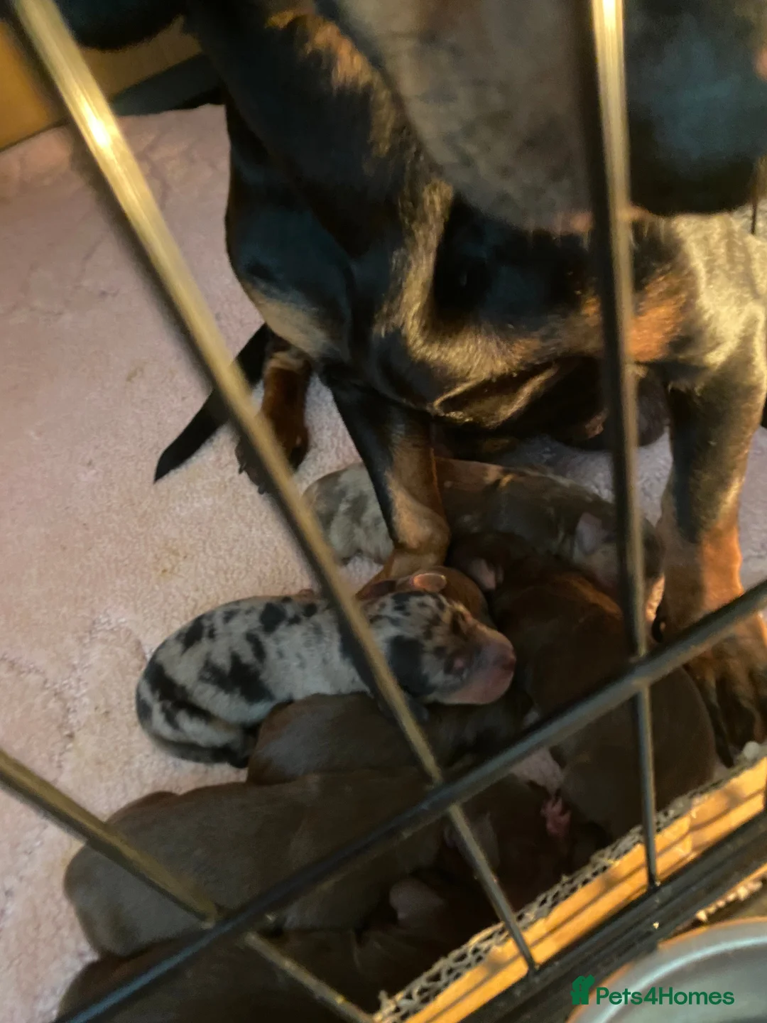 Dachshund dogs for stud: PROVEN KC Reg Longhaired dapple dachshund for STUD in Middlesbrough - Advert 9