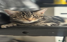 Mixed Breed cats for sale: Kittens for sale - Image 5